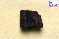 藏品(動物骨化石)的圖片